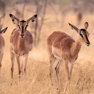 Impala