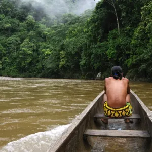 Jungle