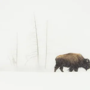 Lone Bull Lone Bull