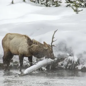 Roosevelt elk in winter Roosevelt elk in winter