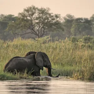 Safari
