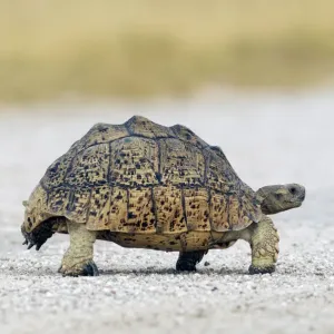 Tortoise