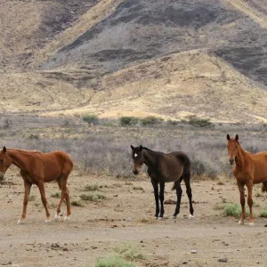 Wild Horses