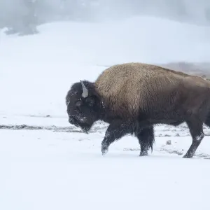 Wyoming Bison Wyoming Bison