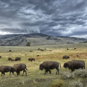 Yellowstone National Park Yellowstone National Park