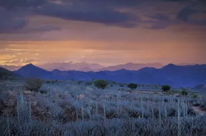 Latin America Prints: Agave Field