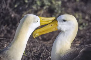 Bird Prints: Albatros
