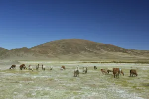 Herd Prints: Altiplano