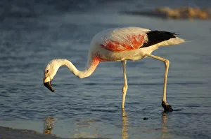 Latin America Prints: Altiplano Flamingo