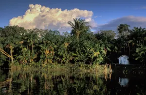 Latin America Prints: Amazon