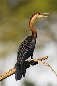 anhinga