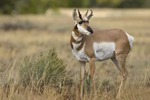 American West Prints: Antelope