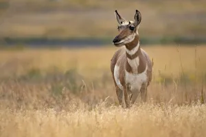 American West Prints: Antelope