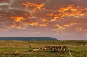 Herd Prints: Argentina