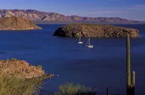 Desert Prints: Bahia de Concepcion