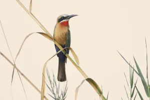Namibia Prints: Bee-eater