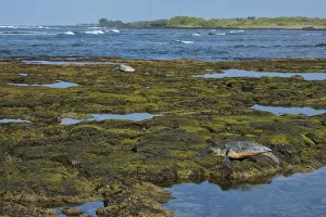 Green Turtle Prints: Big Island