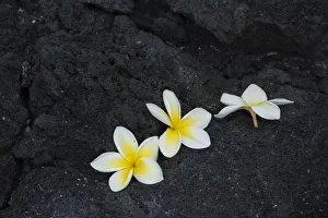 Local Prints: Big Island