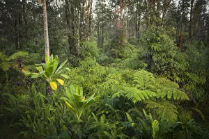 Landscape Prints: Big Island