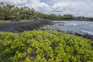 Beach Prints: Big Island
