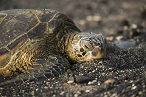 Green Turtle Prints: Big Island