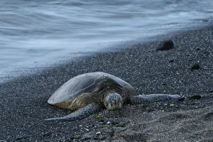 Green Turtle Prints: Big Island