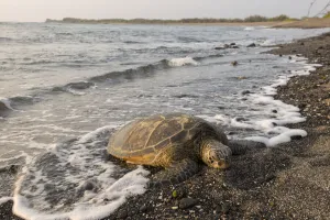 Green Turtle Prints: Big Island