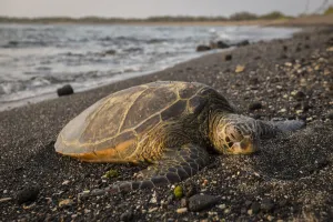 Green Turtle Prints: Big Island