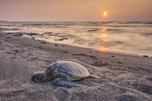 Green Turtle Prints: Big Island