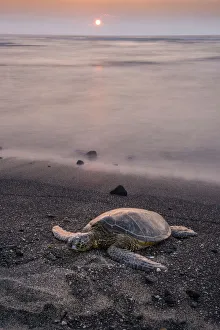 Green Turtle Prints: Big Island