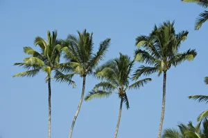 Big Island Prints: Big Island