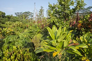 Big Island Prints: Big Island