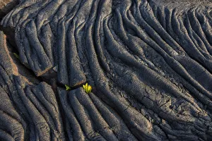 Nature Prints: Big Island