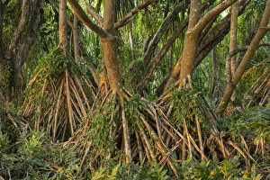 Nature Prints: Big Island