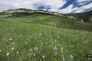 American West Prints: Bighorns