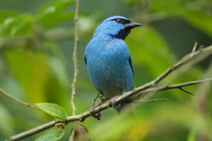 Bird Prints: Birding