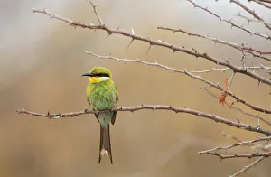 Namibia Prints: Birding