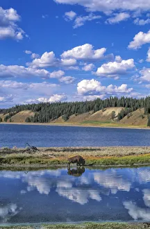 American West Prints: Bison at Yellowstone Lake
