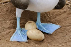 Bird Prints: Boobie