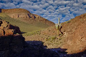 Clouds Prints: Cactus