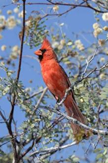 Bird Prints: Cardinal