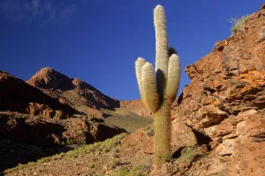 Cactus Prints: Cardon
