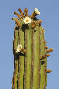 Plant Prints: Cardon Cactus
