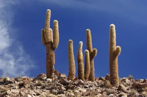 Plant Prints: Chile Cactus
