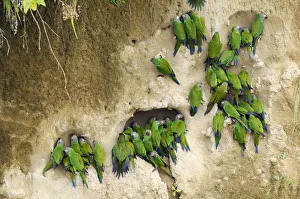 Bird Prints: Clay Lick