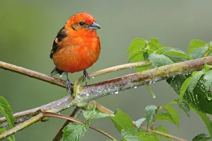 Bird Prints: Costa Rica