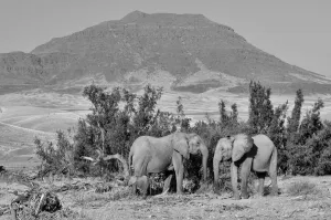 Namibia Prints: Desert Elephant