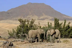 : Desert Elephant