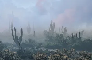 Nature Prints: Desert Mist