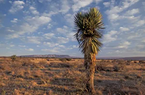 Latin America Prints: Durango